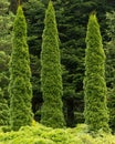 Three Tree arborvitae