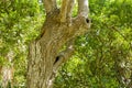 Three Tree Holes Royalty Free Stock Photo