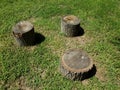 Three tree stumps and shadows and green grass Royalty Free Stock Photo