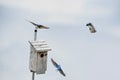 Three Tree Swallows Flying Near Birdhouse