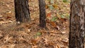 Three tree trunks with pine needles Royalty Free Stock Photo