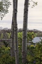 Three tree trunks Royalty Free Stock Photo