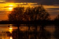Three tree via sunset on river reflection. Desna flooded in Ukraine. Royalty Free Stock Photo