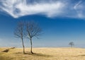 Three trees Royalty Free Stock Photo