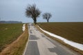 Three trees along a narrow country road. Royalty Free Stock Photo