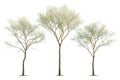 Three Young Trees Isolated on White Royalty Free Stock Photo