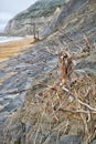 Three trees at the base of a mudstone slide. Seatown beach, Dorset. Royalty Free Stock Photo