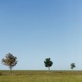 Three trees in countryside Royalty Free Stock Photo
