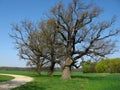Three trees in the field Royalty Free Stock Photo