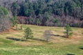 three trees in a field at the quabbin reservior Royalty Free Stock Photo