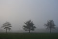 Three trees in fog in Lakewood