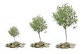 Trees growing from pile of coins Royalty Free Stock Photo