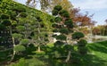 Three trees Ilex Crenata Bonsai Japanese Holly Bonsai in stile Niwaki and japanese maple Acer Palmatum Royalty Free Stock Photo