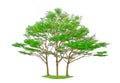 Three trees isolated, group of Black afara tree, known as Ivory coast almond, Idigbo, framire and emeri
