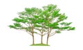 Three trees isolated, group of Black afara tree, known as many name are Ivory coast almond, Idigbo, framire and emeri