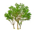 Big trees isolated, group of Broad leaf Mahogany, known as many name are False mahogany, Honduras, Big leaf and evergreen leaves