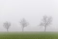 Three trees without leaves shrouded in thick winter fog, Tuscan countryside, Italy Royalty Free Stock Photo