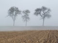 Three trees in the mist