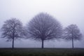 Three trees in the mist Royalty Free Stock Photo