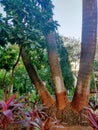 Three trees in one root in beautiful garden in Mumbai city , India. very near by rooted trees