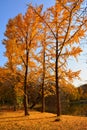 Trees in Autumn in park