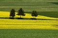 Three trees in rapeseed field Royalty Free Stock Photo