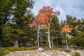 Three trees with red fall leaves Royalty Free Stock Photo