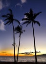 Three trees silhouette against sunset Royalty Free Stock Photo