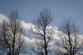 Three trees silhouette on blue sky with white clouds as spring background Royalty Free Stock Photo