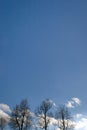 Three trees silhouette on blue sky with white clouds as spring background Royalty Free Stock Photo