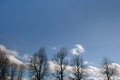Three trees silhouette on blue sky with white clouds as spring background Royalty Free Stock Photo