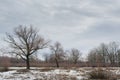 Three trees at the snowy field