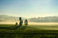 Three trees stand out on the hill in the middle of the meadow. In the morning of the European countryside Royalty Free Stock Photo