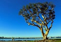 Coastal Coral Tree at San Diego Bay, California