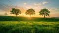 Three Trees Standing on a Green Hill at Sunset Royalty Free Stock Photo