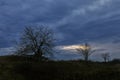 Three trees at sunset on top of a hill with cloudy sky.