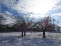 Three Trees weathering the Winter snow