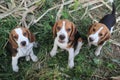 Three tri-colored beagle puppy sit on the green grass an look forward to the camera after playing