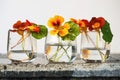 Three tropaeolum in glasses. Royalty Free Stock Photo