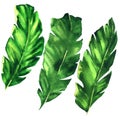 Three tropical banana leaves, exotic palm leaf, green botanical foliage plant, hand drawn watercolor illustration on