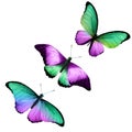 three tropical butterflies with colorful wings isolated on a white