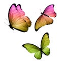 three tropical butterflies with colorful wings isolated on a white
