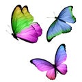 three tropical butterflies with colorful wings isolated on a white