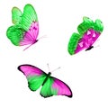 three tropical butterflies with colorful wings isolated on a white