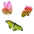 Three tropical butterflies with colorful wings isolated on a white