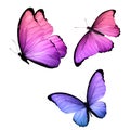 Three tropical butterflies with colorful wings isolated on a white