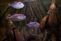 Three tropical fishes among ruins in the aquarium