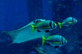 Three tropical fishes swimming together with stingray