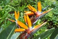 Estrelicia tropical flower Royalty Free Stock Photo