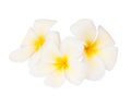 Three tropical flowers. Royalty Free Stock Photo